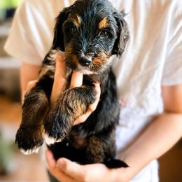 Journey - Tri-color male Bernedoodle puppy in Little Rock, Arkansas from Darlin’s Doodles
