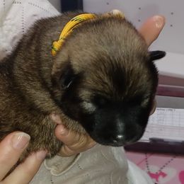 Yara Yellow Collar - Fawn female Eurasier puppy in Lakewood, Ohio from Exquisite Eurasier