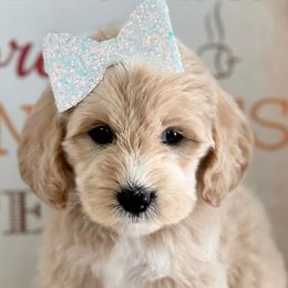 Aussiedoodles, Goldendoodles, Miniature Australian Shepherds, and Sheepadoodles from Sandlot Aussies and Doodles