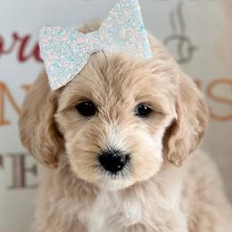 Aussiedoodles, Goldendoodles, Miniature Australian Shepherds, and Sheepadoodles from Sandlot Aussies and Doodles