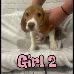 Girl 2 - White black and tan female Beagle puppy in Hollister, California from 831 Beagles