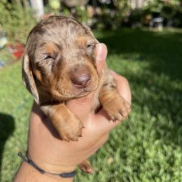Dachshund Puppies from Torres Dachshunds