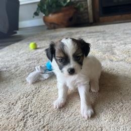 Mitzi's Boy 1 - White and sable male Papillon puppy in Shirley, Arkansas from Lucky Pups