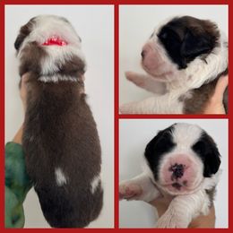 Red - Mahogany and white male Saint Bernard puppy in Ladysmith, Wisconsin from Northwoods Saint Bernards