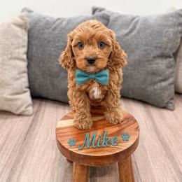 Boy 3 - Red male Cavapoo puppy in Ormond Beach, Florida from Florida Coast Doodles