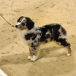 Miniature American Shepherd Puppies from Jem Miniature American Shepherds