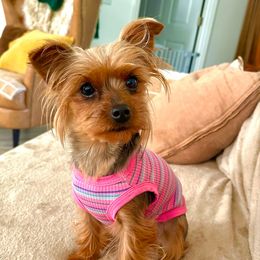 Gabby Rose - Yorkshire Terrier