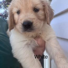 White collar - Golden female Golden Retriever puppy in Jesup, Georgia from Painted Platinum Retrievers (Painted Platinum Kennel) PPK