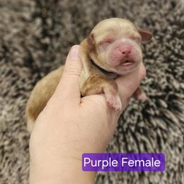 Purple Female - Red female Cockapoo puppy in Mocksville, North Carolina from Hunting Creek Farm & Kennel