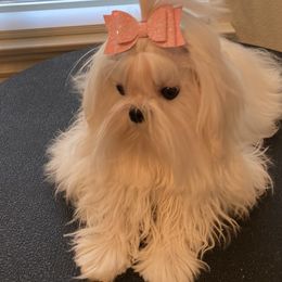 Maltese All Grown Up from A Maltese 4U