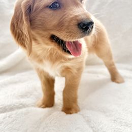 Companion Cross Puppies from Happy Tails Mini Goldens