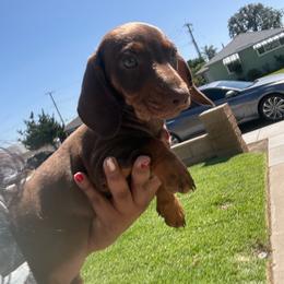 Pink Collar - Wild  boar and tan female Dachshund puppy in Anaheim, California from SoCal Mini Dachshunds