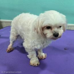 Lester - Maltese
