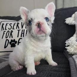 Draco Malfoy - White male French Bulldog puppy in Franklinton, North Carolina from Sweet Carolina Kennel