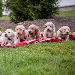 Goldendoodle Puppies from Ellie's Goldendoodles