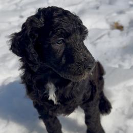 Faith - Black female Poodle puppy in Denton, Maryland from Cajun Girl Kennels