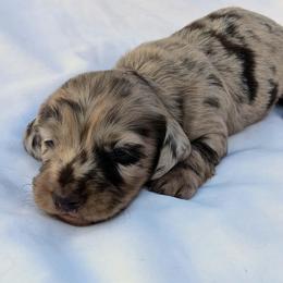 Otis - 3425 - Dapple male Dachshund puppy in Sonora, Kentucky from Maple Hill Miniature Dachshunds