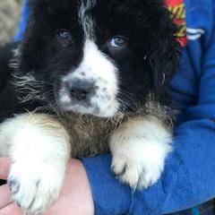 Karakachan Puppies from Karluk Acres Karakachans