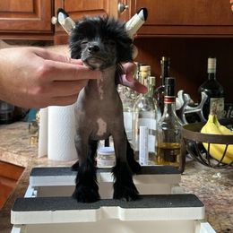 Black hairless male - Black male Chinese Crested puppy in Sweet Home, Oregon from Rhapsody Poodles & Cresteds