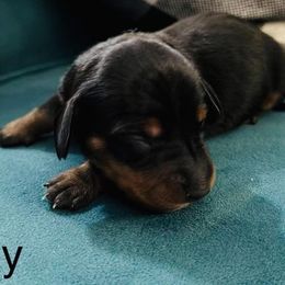 RED - Black and tan male Dachshund puppy in Dalhart, Texas from 806 Mini Doxies