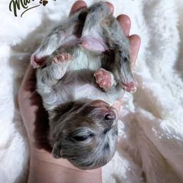 Osiris - Tri-colored male Pomeranian puppy in Granby, Colorado from Marostica Paws