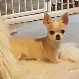 Chihuahua Puppies from BG's Chihuahua