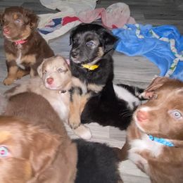 Australian Shepherds from CNV Aussies