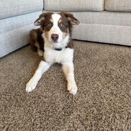 Australian Shepherd puppies from Meljestic Farms