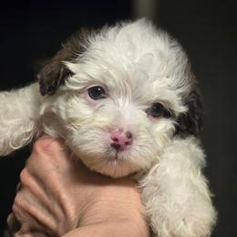 Girl2 - Chocolate female Havanese puppy in Columbus, Ohio from Havanese Puppies Columbus