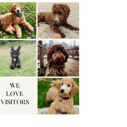 Goldendoodle Puppies from Gentle Paw Goldendoodles