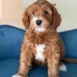 Nathanael - Red  male Goldendoodle puppy in Yuciapa, California from AlltheDoodlez_