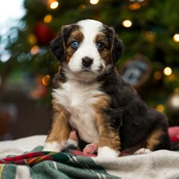 Aurora - female Australian Mountain Doodle puppy in Cortez, Colorado from Sassy Pants Pups
