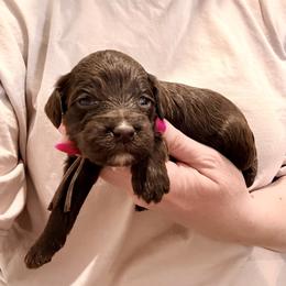 Jovi - Brown female Cockapoo puppy in Denver, Pennsylvania from Greenview Puppies