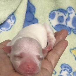 Sweetie - White female Maltipoo puppy in Honolulu, Hawaii from Chez Lexi Kennels