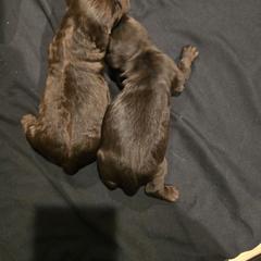 Boy 2 - Brown male Boykin Spaniel puppy in Jesup, Georgia from 31 Pines Kennels