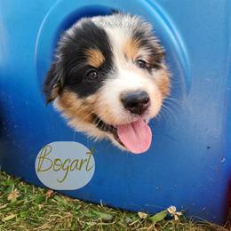 Bogart - The Gentleman - Blue merle male Australian Shepherd puppy in Pittsville, Wisconsin from Match Dot Pup