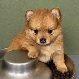 Luma - Red female Pomeranian puppy in Knoxville, Tennessee from Thea's Puppies