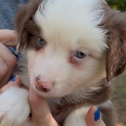 Brownie - Red tri male Miniature Australian Shepherd puppy in Ringgold, Louisiana from Barrett's Buddies