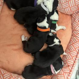 Pembroke Welsh Corgi Puppies from Simply loved corgis