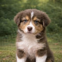 Merlot - Red tri-color male Australian Shepherd puppy in Wrightstown, New Jersey from Hartzland Farm Australian Shepherds