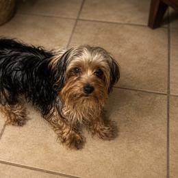 Maltese and Yorkshire Terrier Puppies from Teacup Yorkie Love