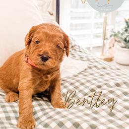 Bentley - Red  male Goldendoodle puppy in Jacksonville, Florida from First Coast Goldendoodles