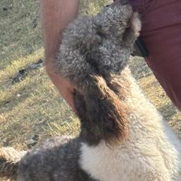 Poodles from Poodles of Valor