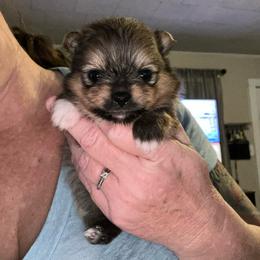 Penny Lane(Hazel(nut) - Orange sable female Pomeranian puppy in Zavalla, Texas from Precious Puff Poms