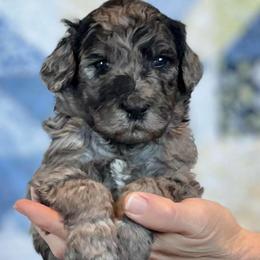 Cedar - Merle female Goldendoodle puppy in Kansas City, Missouri from Beary GoldenDoodles