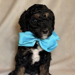 Ranger - Phantom male Goldendoodle puppy in Saint Louis, Missouri from Jax Doodles