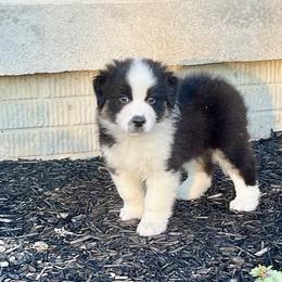 Roman - Black tri-color male Australian Shepherd puppy in Loda, Illinois from Pilcher Farms