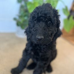 Goldendoodle Puppies from Daisy Mae Doodles