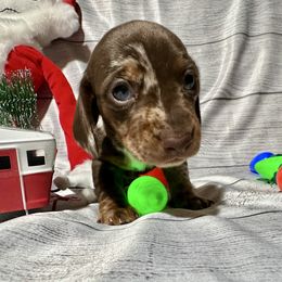 Fudge - Dapple male Dachshund puppy in Corona, California from Over The Moon Dachshunds