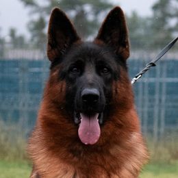 iuky - German Shepherd